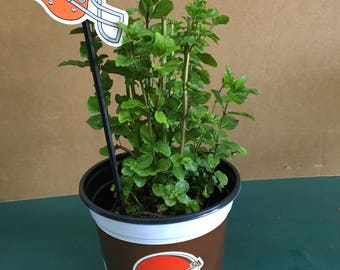 Spearmint Plant in a Cleveland Browns Team Pot with Helmet Plant Tag