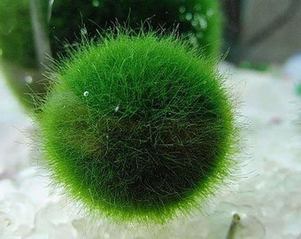 Japanese Live Marimo Moss Ball, Aquatic Plant, Grow Marimo Ball Fluffy, Great for Terrarium or Fish Tank Aquarium Decoration