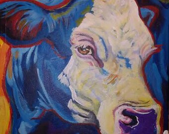 Angus bald face cow