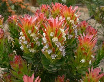 Mimetes Cucullatus * Red Pagoda * Rooistompie * Unusual * RARE * 3 Seeds * Limted