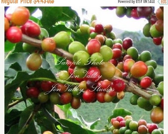 Coffea racemosa Tree 10 Seeds Coffee NON GMO Natural Seeds fragrant flowers easy container plant indoors or out Stays small and Prolific 4'
