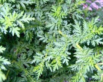 Sweet Annie Seeds - Artemisia annua - medicinal herb - seeds