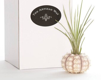 Sputnik Sea Urchin Planter with Air Plant