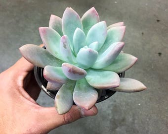 Graptoveria Opalina Succulent Plant Healthy Succulent Pink Purple Green Pastel Echeveria Pink Hybrid Pink Edge Wedding Rare Plant Gift