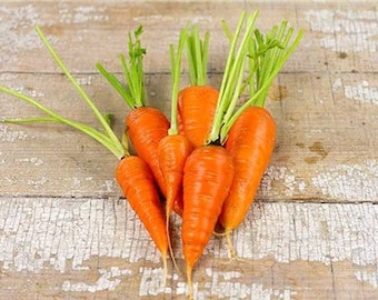 50 Royal Chantenay Non-Gmo Carrot Seeds