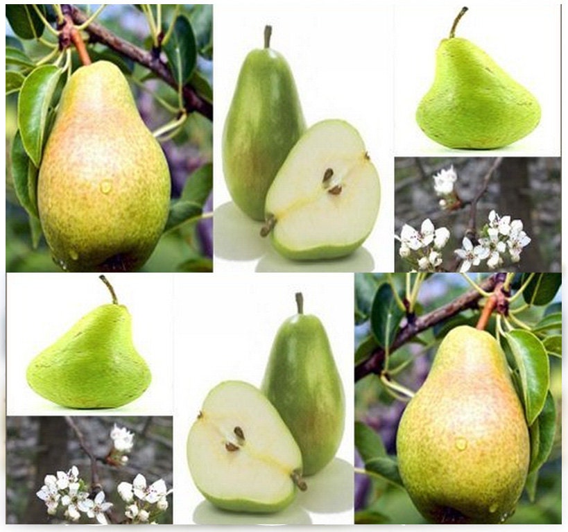 20 x Bartlett Pear Pyrus communis Bartlett Tree Seed Seeds
