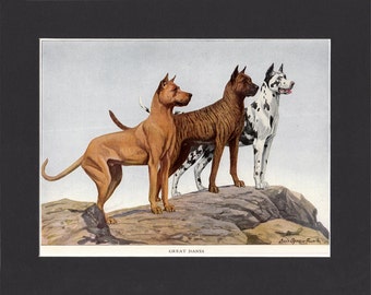 Great Danes 1919 Dog Print by Louis Agassiz Fuertes Vintage Print Mounted with Mat Great Dane Print Vintage Dog Print Great Dane Dogs