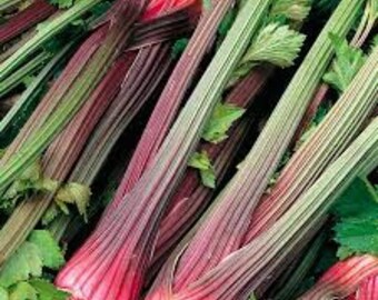 VCE)~GIANT RED Celery~Seed!~~~~~~~~Who Knew?!!