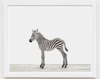 Baby Animal Nursery Art Print. Baby Zebra. Safari Animal Nursery Decor. Baby Animal Photo.