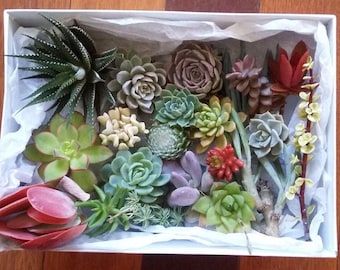 Succulent Plants, Succulent Gift Box, Wedding Favors, mothers day gift