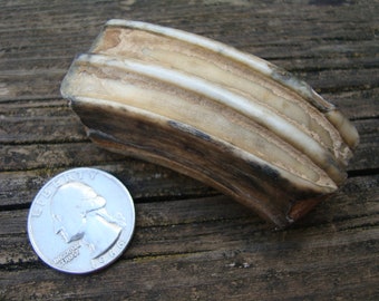 Horse's tooth-Huge Fossil tooth-Rare Beach Find-Collectable