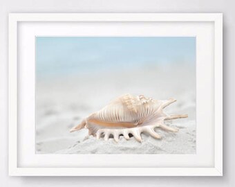 Coquillage, coquillage photographie grand mur Art estampes téléchargement numérique décor nautique, plage décor côtier Printable Art numérique