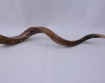 Kudu Horn Shofar Half Natural Half Polish Yemenite 36" 91 cm best sound best price best quality