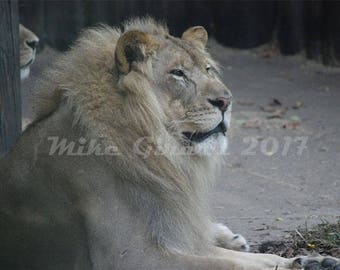 Cleveland Metropark Zoo Male Lion Basking
