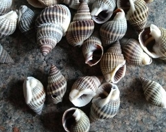 25x Sea shells natural spiral seashells conch cowries 12-26mm craft and jewellery supplies UK