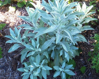 White-Sage-Seeds-100-Salvia-apiana-Seeds-Medicinal-Ceremonial - Smudge Sticks