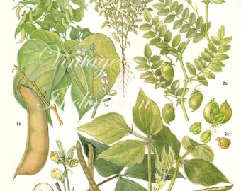 Vintage Botanical Print Antique BEANS 39, plant print botanical print, bookplate art print, vegetables plants plant wall