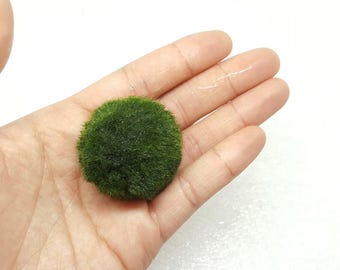 Buy 1 XL Get 1 L FREE! Marimo Moss Ball Live Aquarium Plants Terrarium Planted Tanks Indoor Plant Gift