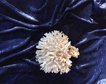 natural dried vintage coral