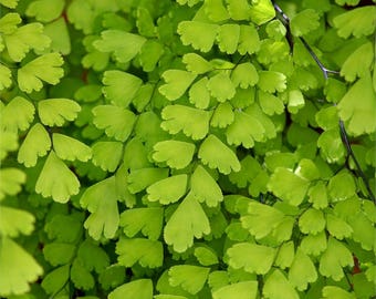 Southern maidenhair Fern - 1 Plants - 1 Feet Long - Ship in 3" Pot