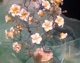 Frangipani tree surfs up!