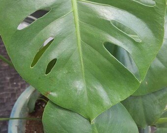 Split leaf Philodendron *Stunning live tropical house plant*