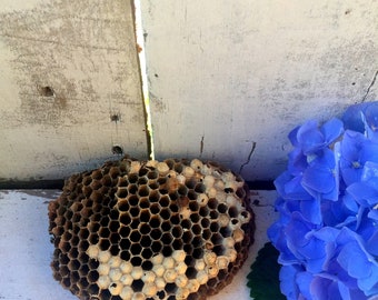 Wasp Nest, Medium Wasp Nests,Natural Nest,Nests, Real Wasp Nest