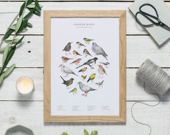 Bird print - garden bird art - watercolour print - bird wall art - watercolour birds - garden bird poster - zoology print