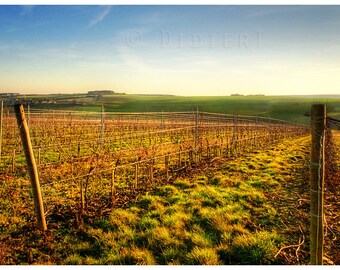Color photo print: vines in winter