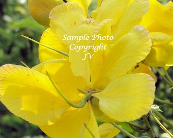 Avaram Senna 8 seeds Bright Yellow Flowers Attracts Butterflies Easy to grow Cassia auriculata