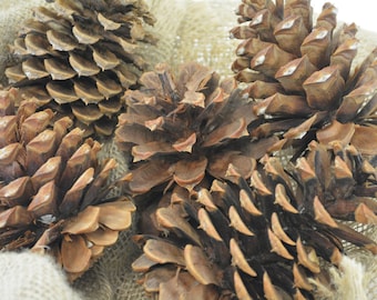 Ponderosa Cones-10 Pieces