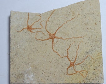 Fossil Brittle Starfish; Geocoma libanotica; Lebanon; Three Brittle Stars