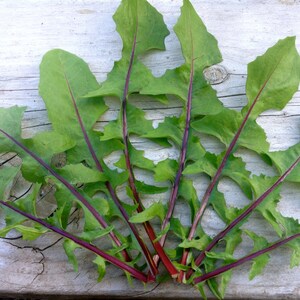 SALE! Dandelion Greens Italian Culinary Variety Red Rib Perennial Super Food Rare Seeds Grown To Organic Standards