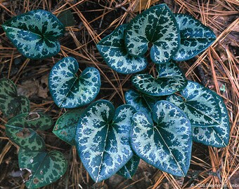 5 wild ginger (Asarum caudatum )