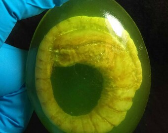 Hybrid Chestburster Xenomorph Embryo Replica