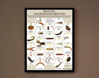 Macroinvertebrate Insect Poster Print- Environmental Education, Stream Health 18x24" *TYPO=BIG DISCOUNT