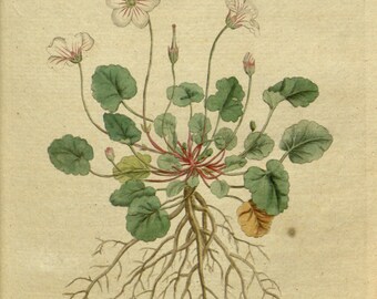 Botanical chart, Botanical pictures, Art print botanical, 18