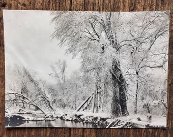 Original Vintage Photograph Winter Woods I