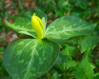Yellow Trillium luteum - Yellow Wake Robin - 2 Bulbs (Pips) - Top Size