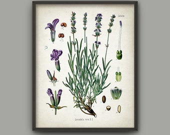 Lavender Wall Art Poster - Purple Plant Picture - Botanical Print - Antique Botanical Book Plate Illustration - Purple Flowers - AB576