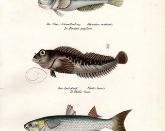 1836 Antique Fish Print Blenny, Mullet Brodtmann Fish Print Schinz Folio Pl 64