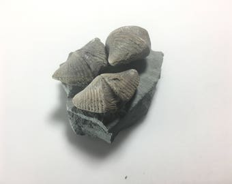 Brachiopod Fossil Mucrospirifer