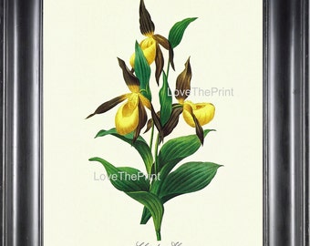 BOTANICAL PRINT Redoute Flower Botanical Art Print 48 Tabot des Alpes Yellow FLower Nature to Frame