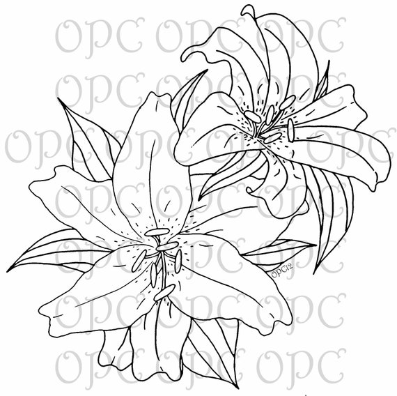 Lily Tattoo Line Drawing : Digital stamp stargazer lilies