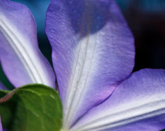 Purple flower 2 11x14