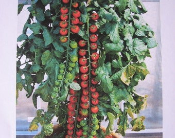 10 Rapunzel Hybrid Tomato Seeds
