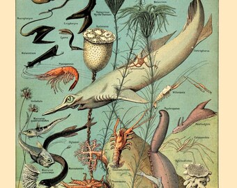 antique French learning board oceanography lobster shrimp coral starfish illustration digital download