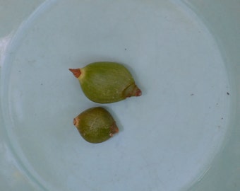 Pregnant Onion Live Succulent Plant Bulbs-HousePlant BOGO Sale Ornithogalum Longibracteatum