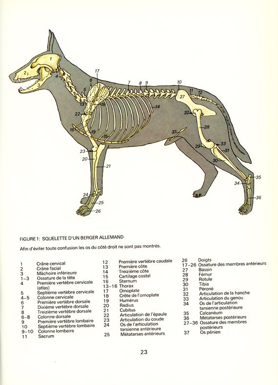 1975 Vintage Dog Skeleton poster Dog anatomy poster Dog