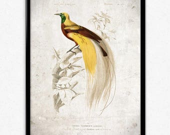 Bird of Paradise Vintage Print - Bird Poster - Bird Art - Bird Picture - Bird Illustration - Home Decor - Wall Art - Orbigny (VP1052)